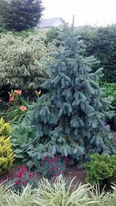 Home > encyclopedie > picea engelmannii 'blue magoo'. Picea Engelmannii Fritsche