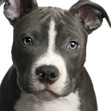 Check spelling or type a new query. American Staffordshire Terrier Bull Terrier Puppy Pitbull Terrier American Pitbull Terrier