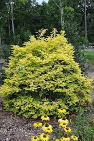 Check spelling or type a new query. Ligustrum Sinensis Sunshine Chinese Privet From Colesville Nursery