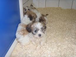 Your shih tzu is likely to grow to a similar size. How Much Should A Shih Tzu Weight Healthy Weight For Shih Tzu