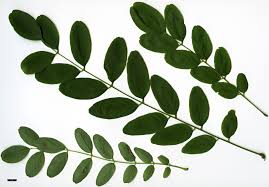 Image result for Lannea asymmetrica