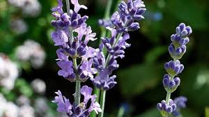 Vedi la nostra casa pianta clipart selezione dei migliori articoli speciali o personalizzati, fatti a mano dai nostri negozi. Pianta Di Lavanda Coltivata In Casa Idee Green