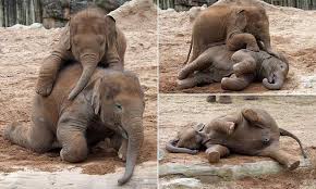 Baby Elephant Clambers Over His Big Sister At Chester Zoo Chester Zoo Elephant Baby Elephant