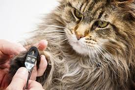 They're attached only with connective tissue, but there's no bony joint. Trimming Your Cat S Claws A Good Or Bad Idea Dermoscent