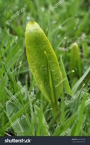 Image result for Ophioglossum vulgatum