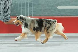 Check out more puppy pics on the past puppies page! Miniature American Shepherd Dog Breed Information
