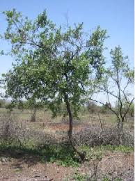 Image result for Searsia natalensis