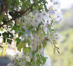 Image result for Heywoodia