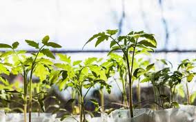 We did not find results for: Can Tomatoes Grow In Indirect Sunlight