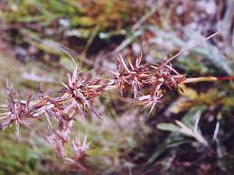 Image result for Cymbopogon caesius