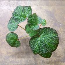 Image result for Begonia scutifolia