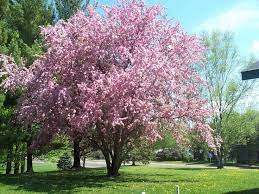 Flowering Plum Tree Plum Tree Flowering Crabapple Tree
