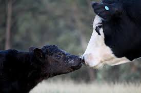 We had been told 120 days (on milk) for a jersey calf. What You Need To Know Now About Peta S Anti Dairy Campaign Peta