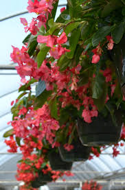 Plants that grow in hot weather. Top Hanging Baskets For Full Sun Fairview Garden Center