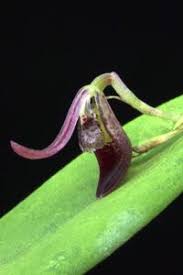 Image result for Ancistrorhynchus clandestinus