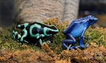 Image result for poisonous frogs colorful