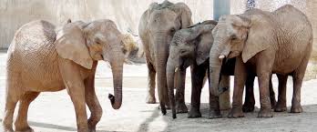 Don't miss out on great deals for things to do on your trip to lisbon! Jardim Zoologico Jardimzoologico Twitter