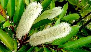 Image result for Cunoniaceae