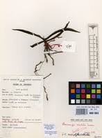 Image result for Chamaeangis