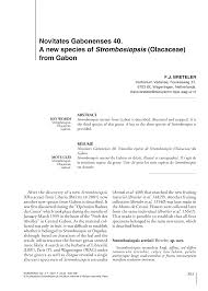 Image result for Strombosiopsis tetrandra