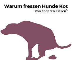 Warum Fressen Hunde Kot Von Anderen Tieren Dogco De Hunde Tiere Hund Hunde Korpersprache