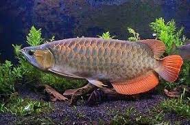 Pakan Untuk Arwana Rahasia Umpan Umpan Ikan Bawal Umpan Ikan Lele Umpan Ikan Nila Ikan Patin Liar Umpan Ikan Gabus Umpan Ikan Baung Ikan Ikan Akuarium Hewan