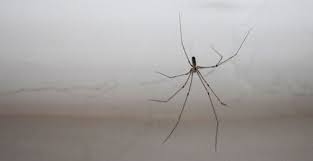 Learn vocabulary, terms and more with flashcards, games and other study tools. How To Get Rid Of Spiders 17 Easy Tips That Really Work Expert Home Tips