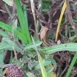 Image result for Sphaeranthus suaveolens