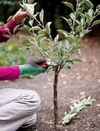 When the first fruit starts to grow and is 1⁄2 to 1 inch (1.3 to 2.5 cm) in size, you will need to thin them to encourage healthy, ripe fruit to grow. Create Small Fruit Trees With This Pruning Method Mother Earth News