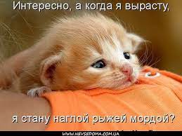 Прикольные надписи на картинках с животными 50 » Невседома