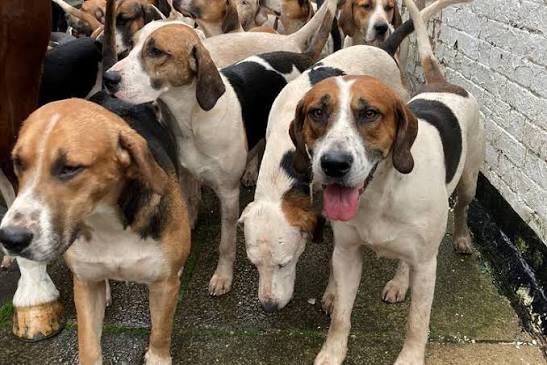 NEW FIGURES SHOW THE SHOCKING IMPACT OF FOX HUNTS ON THE BRITISH COUNTRYSIDE