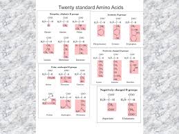 Macromolecules What Are They What To Include In Your Notes