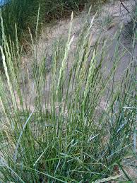 Image result for Trisetopsis elongata