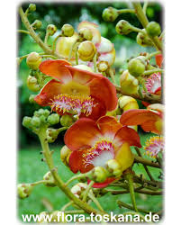 Ericales origin / native : Couroupita Guianensis Cannon Ball Tree Flora Toskana