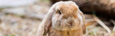 In terms of veterinary charges, that. 7 Things To Consider When Adopting A Rabbit Rspca Nsw