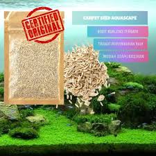 Hemianthus callitrichoides (dwarf baby tears) adalah tanaman aquascape yang cukup populer. Bibit Rumput Tanaman Aquascape Karpet Hias Dekorasi Aquarium Carpet Seed Tanaman Akuarium Original Terbaru Agustus 2021 Harga Murah Kualitas Terjamin Blibli