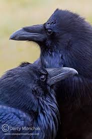 7.7 million in the americas trend: Ravens Showing Their Purple Sheen Raven Bird Crows Ravens Black Bird