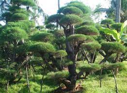 5 inspirasi dekor kamar kos bertema monokrom. 21 Tanaman Yang Biasa Ada Di Taman Dan Fungsinya