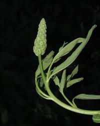 Image result for Sphenoclea zeylanica
