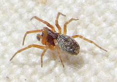 San ysidro civic center, 212 west park ave. Checklist Of Spiders Of San Diego County Inaturalist