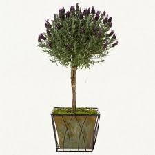 But the best part of the lavender standard topiary? Terrain Lavender Topiary Lavender Topiary Topiary Lavender Plant