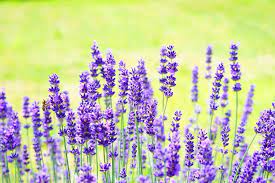 Lavender Flower Meaning In Bengali Best Flower Wallpaper