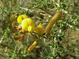 Image result for Adenocarpus mannii