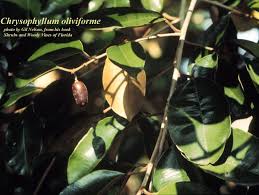 Image result for Chrysophyllum