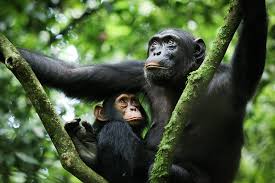 Chimpanzee Tracking