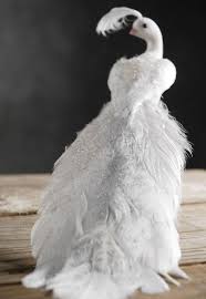 Black And White Bird With Long Tail And Orange Beak White Peacocks 12 White Peacock Peacock Decor Peacock Christmas