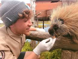 It's #TakeOverTuesday, and Naturalist Paul Evans is taking us behind the  scenes to share the story and some fun facts about Snickers the porcupine:  “Hello, my name is Paul and I'm a