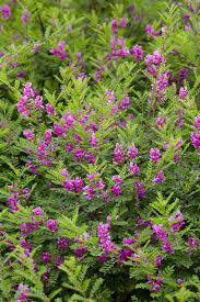 Image result for Indigofera hedyantha