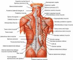 Perform dumbbell pullovers to work the muscles along your rib cage. 8 Emom Back Workouts To Forge Strength Muscle And Skill For Crossfit Athletes Boxrox