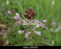 Image result for Cleome monophylla